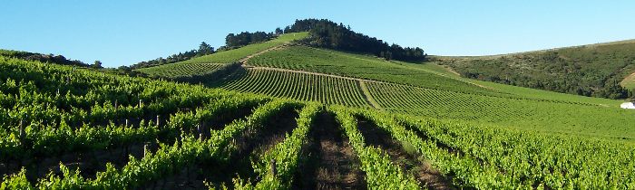 Vineyards in the Polkadraai Hills in Stellenbosch
