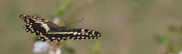 Citrus Swallowtail, one of the many beautiful butterflies omnipresent in our vineyard