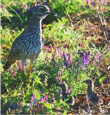 Dikkop mit Kueken (Burhensis capensis)
