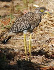The dikkop (burhinus capensis), a beautiful bird with his bright yellow eyes
