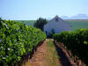 Bein's Weinberg, Geburtsort des Bein Merlot