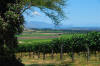 Our biggest asset, the direct view to the sea (Bein Wine)