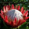 Protea magnifica at Bein Wine Cellar