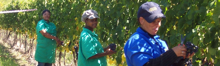 Die Ernte des Bein Merlot, 2008