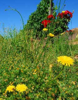 November 2008: wild flowers and a high stand of weed in Bein's vineyard