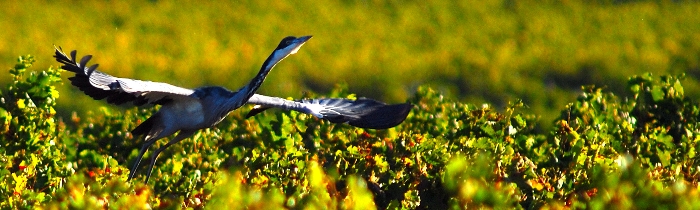 Ein regelmaessiger Besucher in Bein's Weinbeg, der Black Headed Heron, hier "Slangfanger" genannt