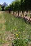 Natuerlicher Kraeuterbewuchs im Rebberg, Bein Wein, Stellenbosch